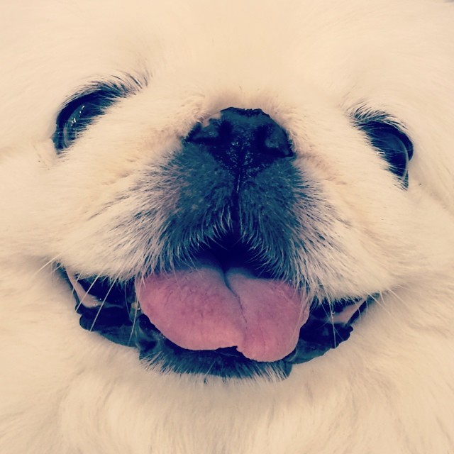 今日の一枚♪- ご機嫌な顔でかちゃん♪ #ペキニーズ #pekingese #peke #smile #笑顔 #犬 - ペキニーズ写真  (instagram)