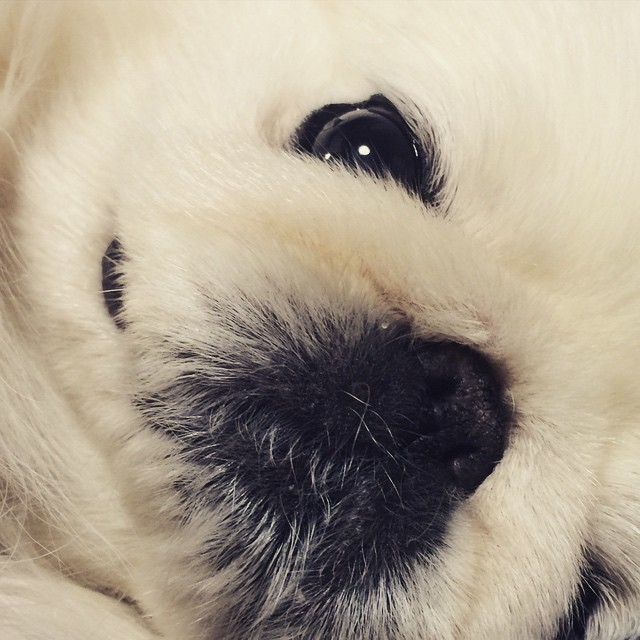 今日の一枚♪- むにむにーず♪ #ペキニーズ #ペキスタグラム #peke #pekingese #dog - ペキニーズ写真  (instagram)