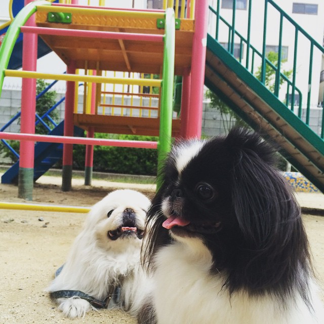 今日の一枚♪- 散歩休憩️ #ペキニーズ #peke #pekingese #捨て犬スタイル #呼吸整え系 - ペキニーズ写真  (instagram)