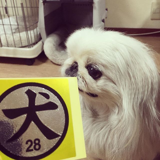 今日の一枚♪- 狂犬病予防注射済  #犬 #我が家の狂犬 #ペキニーズ #ペキ #peke #pekingeselover #pekingese #GW - ペキニーズ写真  (instagram)