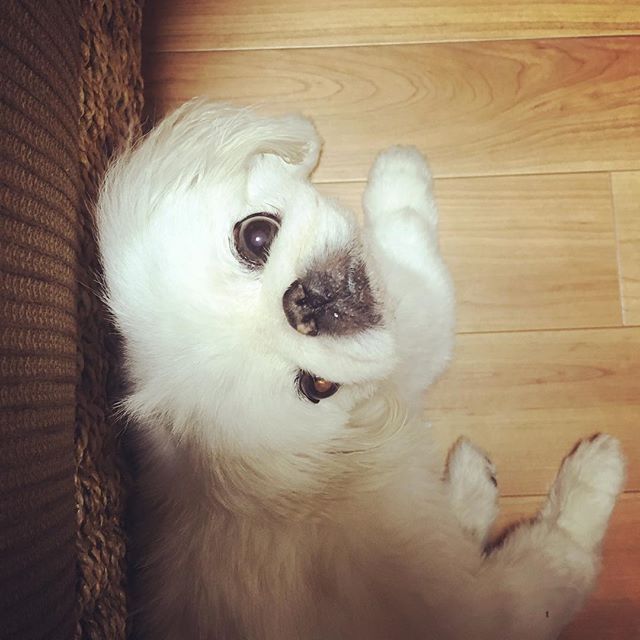 今日の一枚♪- 足下専用番犬シロ爺 #peke #pekingese #pekestagram #ペキニーズ #ペキ #ペキスタグラム #夏は抱っこを求めない #エアコン快適生活 - ペキニーズ写真  (instagram)