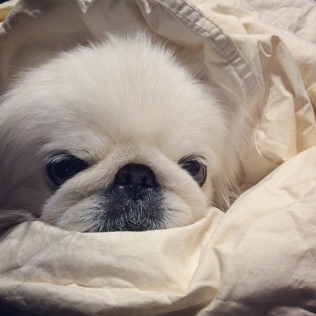 今日の一枚♪- 仮装！なんつって♪ #布団包まり犬 #ペキニーズ #pekingese #peke #冷えますね - ペキニーズ写真  (instagram)