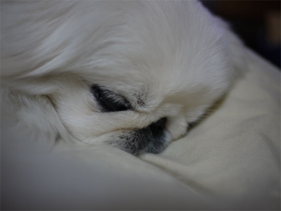 ペキニーズブログ寝てる写真ばっかりだな。
