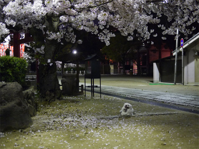 ペキニーズブログ桜はいいなぁ〜。