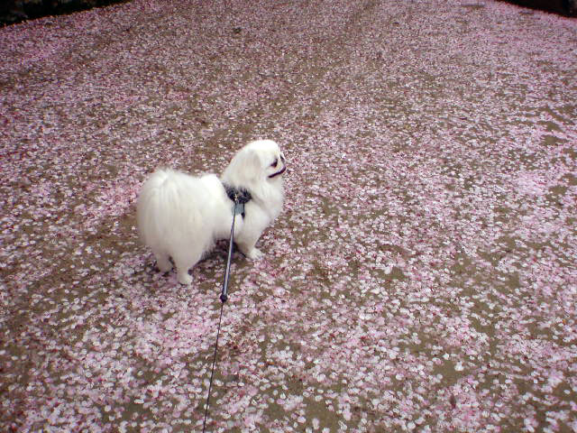 ペキニーズブログ桜の花びら満開。